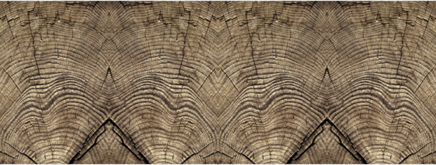 Valokuvatapetti Quattro Tree Rings 8-osainen 372x280cm