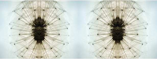 Valokuvatapetti Quattro Dandelion 8-osainen 372x280cm