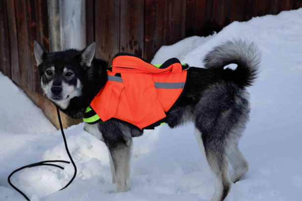 Koiran GPS-turvaliivi Nordicdog, kaksivärinen, eri kokoja
