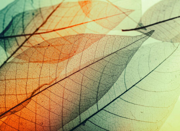 Kuvatapetti A.S. Creation Designwalls Limpid Leaf, 350x255cm