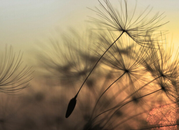 Kuvatapetti A.S. Creation Designwalls Flying Dandelion, 350x255cm