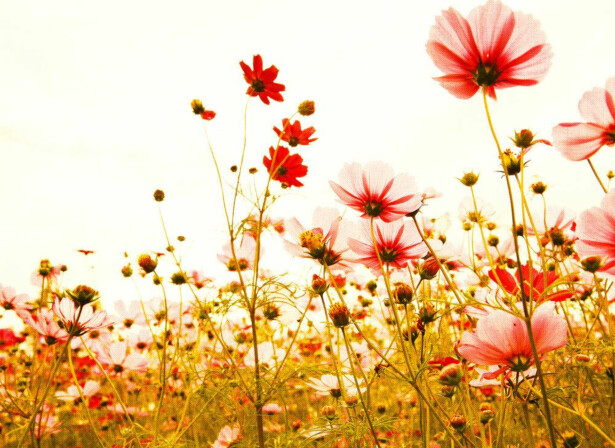 Kuvatapetti A.S. Creation Designwalls Flower Meadow, 350x255cm