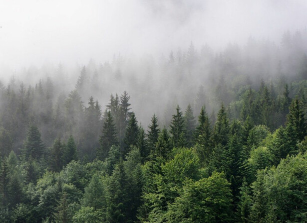 Kuvatapetti A.S. Creation Designwalls Digital, Foggy Fir Trees, 350x255cm, vihreä