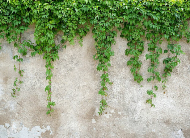 Kuvatapetti A.S. Creation Designwalls Climbing Leaves, 350x255cm, vihreä