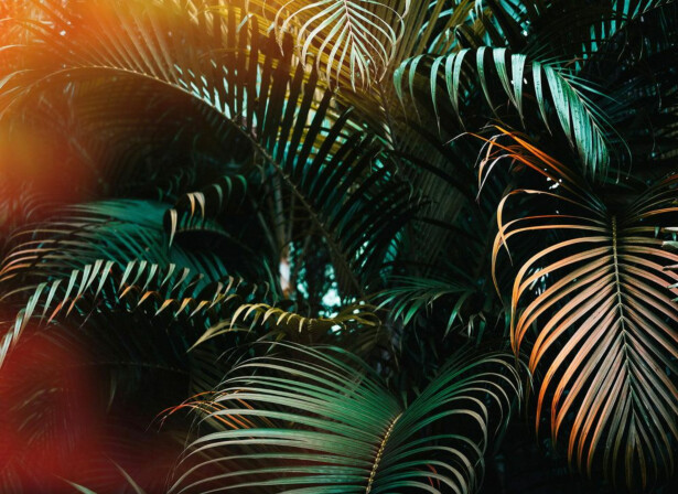 Kuvatapetti A.S. Creation Designwalls Jungle Colour, 350x255cm, turkoosi