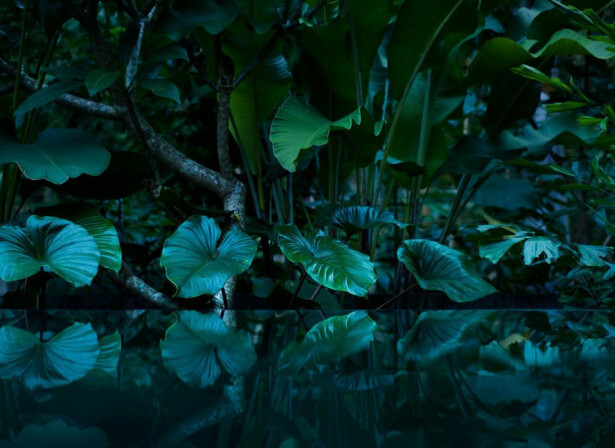 Kuvatapetti A.S. Creation Designwalls Tropical, 350x255cm, sininen