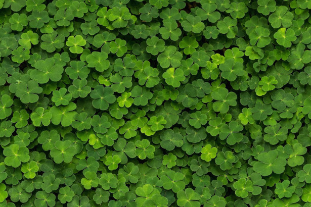 Kuvatapetti Rebel Walls Clover, non-woven, mittatilaus
