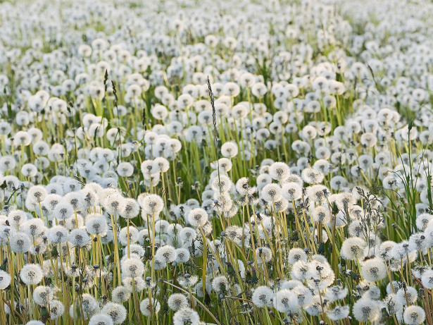 Kuvatapetti Rebel Walls Dandelions, non-woven, mittatilaus