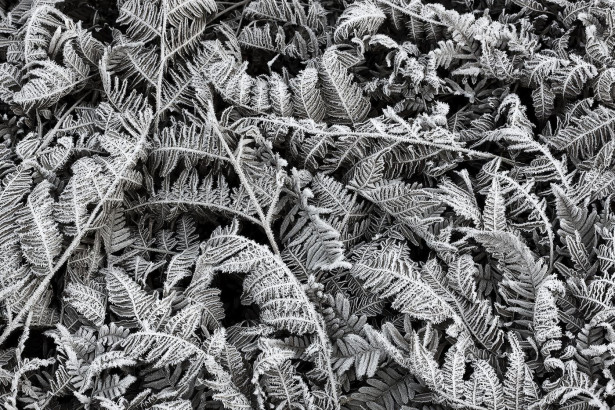 Kuvatapetti Rebel Walls Frost Leaf, non-woven, mittatilaus