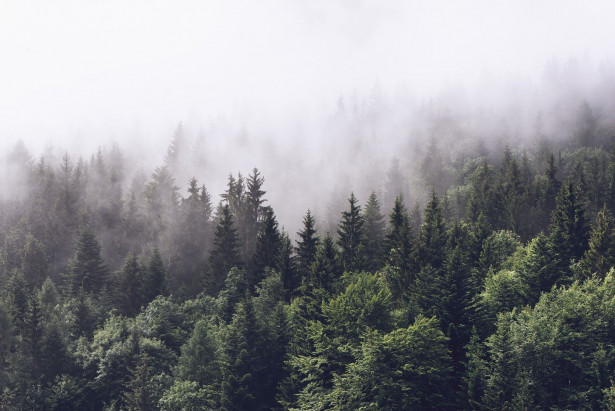 Kuvatapetti Rebel Walls Misty Fir Forest, non-woven, mittatilaus