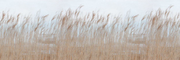 Kuvatapetti Rebel Walls Swaying Reed, non-woven, mittatilaus