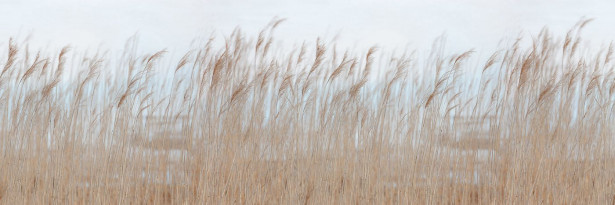 Kuvatapetti Rebel Walls Swaying Reed, non-woven, mittatilaus