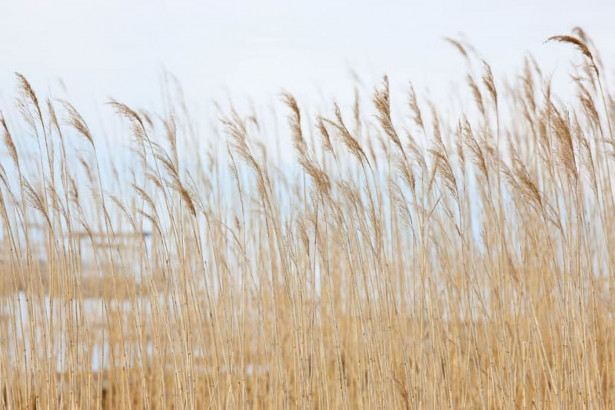 Kuvatapetti Rebel Walls Swaying Wheat, non-woven, mittatilaus