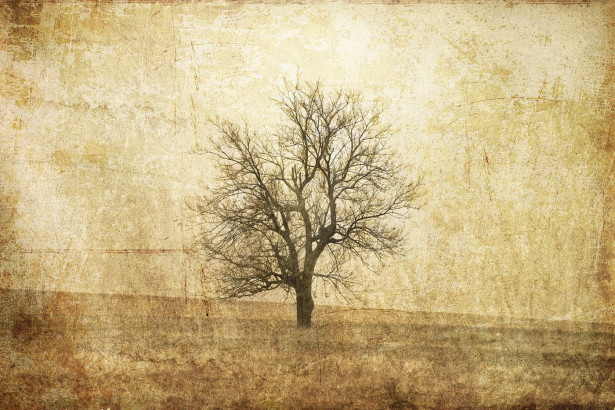 Kuvatapetti Rebel Walls The Lonely Tree, non-woven, mittatilaus