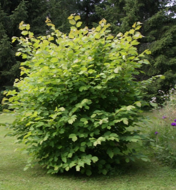 Pähkinäpensas Corylus avellana Viheraarni