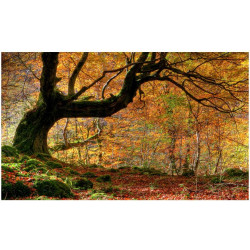 Kuvatapetti Artgeist Autumn, forest and leaves, 270x450cm