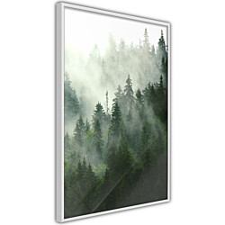 Juliste Artgeist Coniferous Forest, musta kehys, 30x20cm