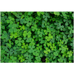 Kuvatapetti Artgeist Green Clover, 70x100cm, vihreä