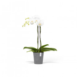 Kukkaruukku Ecopots Morinda 14cm harmaa