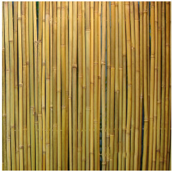 Bambuaita Home4you In Garden, 150x300cm