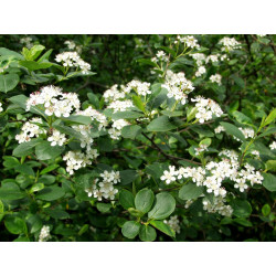 Koristearonia Aronia x prunifolia Viheraarni, aitataimi