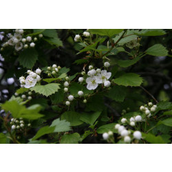 Aitaorapihlaja Crataegus grayana Viheraarni, aitataimi