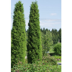 Pilarikataja Juniperus communis Viheraarni Suecica 80-100
