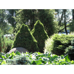Kartiovalkokuusi Picea glauca Viheraarni Conica 40-50