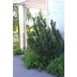 Kartiomarjakuusi Taxus x media Viheraarni Hillii 40-50