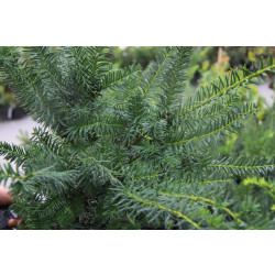 Kartiomarjakuusi Taxus x media Viheraarni Farmen 40-50