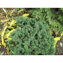 Kääpiöpalsamipihta Abies balsamea Viheraarni Nana 30-40