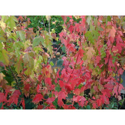 Mongolianvaahtera Acer tataricum subs. ginnala Viheraarni