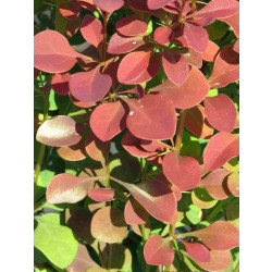 Purppurahappomarja Berberis thunbergii Viheraarni Atropurpurea