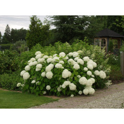 Pallohortensia Hydrangea arborescens Viheraarni Annabelle