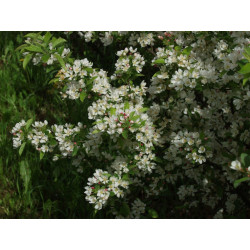 Marjaomenapensas Malus toringo var sargentii Viheraarni