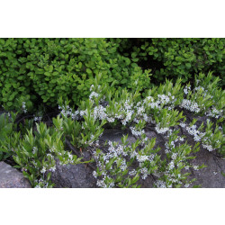 Lamohietakirsikka Prunus pumila var. Depressa Viheraarni