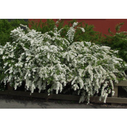 Norjanangervo Spiraea Viheraarni Grefsheim