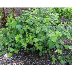 Lamoheisiangervo Physocarpus opulifolius Viheraarni Tilden Park
