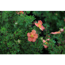 Pensashanhikki Dasiphora fr. Viheraarni Red Ace