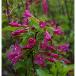 Komeakotakuusama Weigela florida Viheraarni Korea