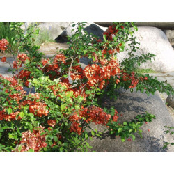 Japaninruusukvitteni Chaenomeles japonica Viheraarni