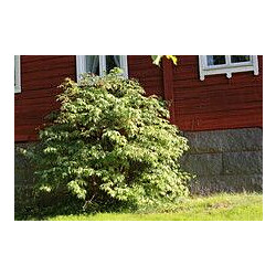 Mustaselja Viheraarni Sambucus Nigra