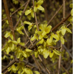 Pikkuonnenpensas Forsythia x intermedia Viheraarni Mini Gold