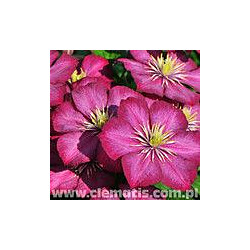 Loistokärhö Viheraarni Clematis Ville De Lyon