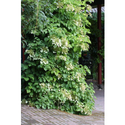 Köynnöshortensia Hydrangea anomala ssp. Petiolaris Viheraarni 40-50