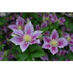 Loistokärhö Clematis Viheraarni Piilu
