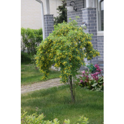 Riippahernepuu Caragana arborescens Viheraarni Pendula 120