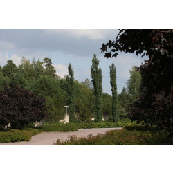 Pylväshaapa Populus tremula Viheraarni Erecta 150-200
