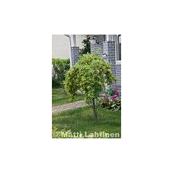 Riippahernepuu Viheraarni Caragana Arborescens Pendula 180-