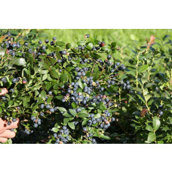 Tarhapensasmustikka Vaccinium Viheraarni Alvar